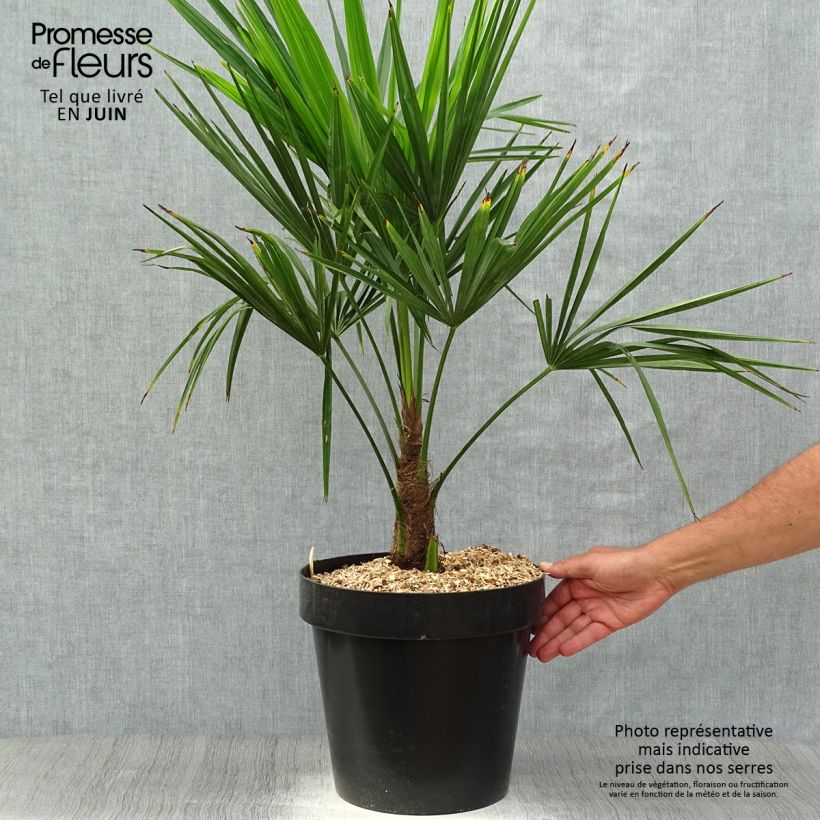 Trachycarpus fortunei - Chinese Windmill Palm 7.5L/10L pot sample as delivered in spring
