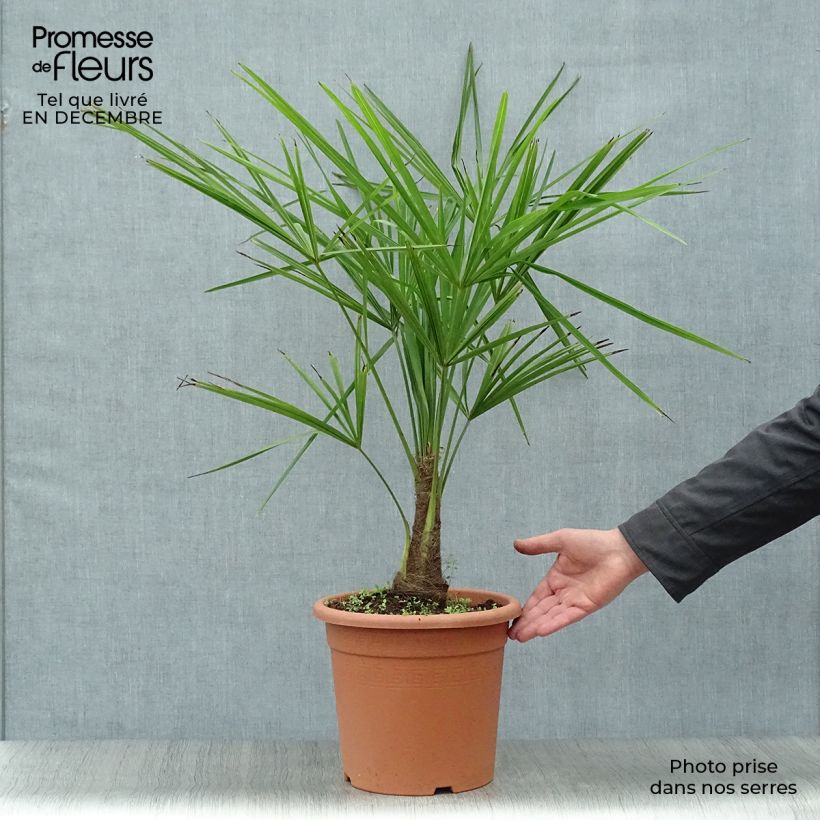 Trachycarpus fortunei - Chinese Windmill Palm 6L/7L pot sample as delivered in winter