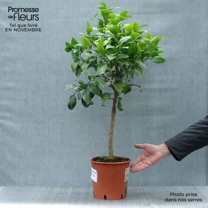 Grapefruit - Citrus x paradisi 4L/5L pot, Quarter standard sample as delivered in autumn