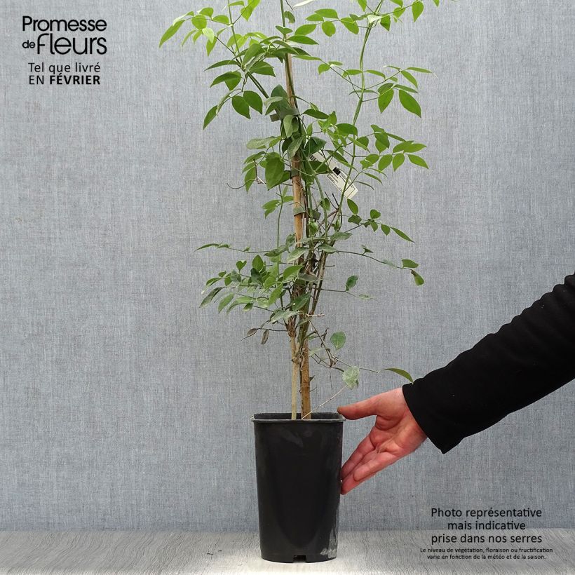 Pandorea jasminoïdes Alba - Bower Vine 2L/3L pot sample as delivered in winter