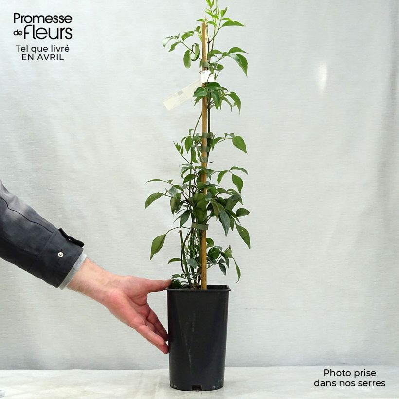 Pandorea jasminoïdes Alba - Bower Vine 2L/3L pot sample as delivered in spring