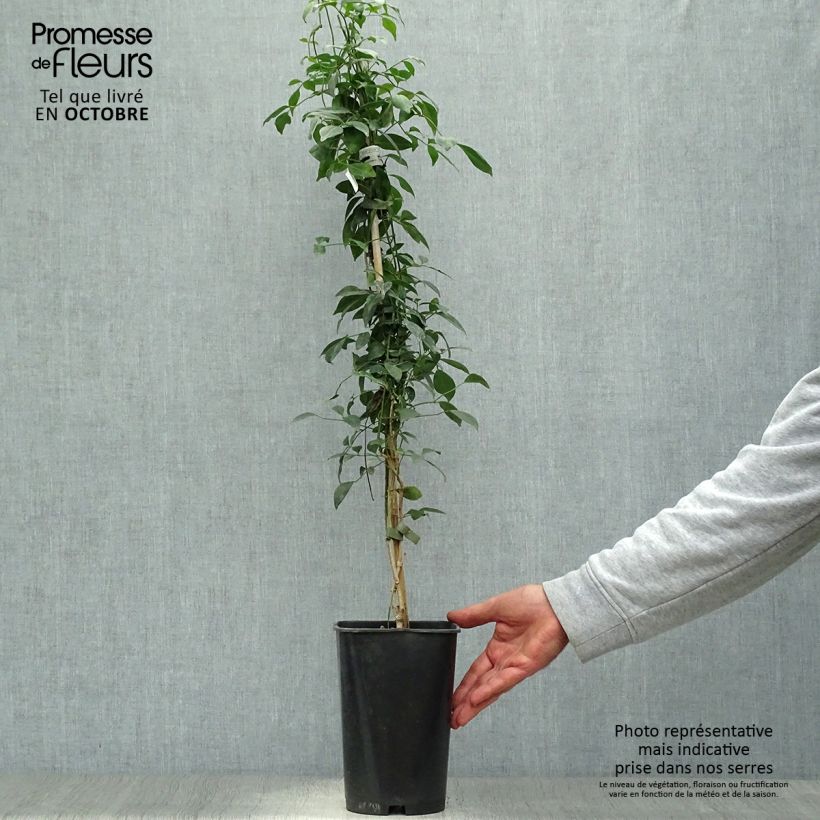 Pandorea jasminoïdes Rosea - Bower Vine 2L/3L pot sample as delivered in autumn
