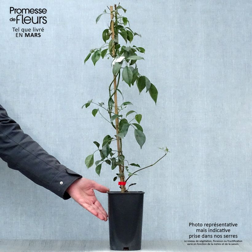 Pandorea jasminoïdes Rosea - Bower Vine 2L/3L pot sample as delivered in spring