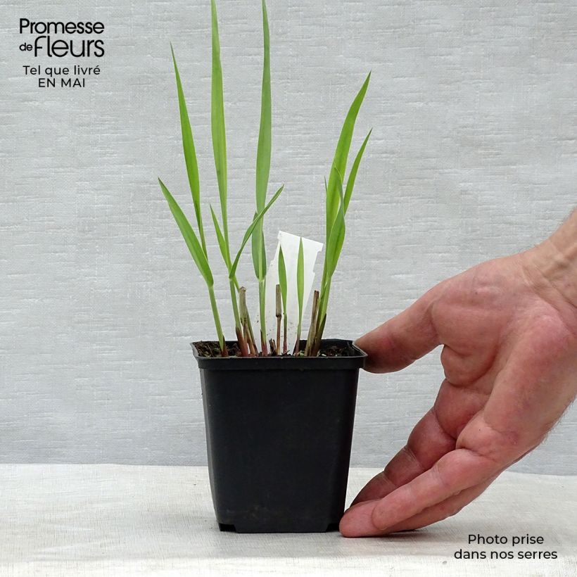 Panicum virgatum Blue Darkness - Switchgrass 8/9 cm pot sample as delivered in spring