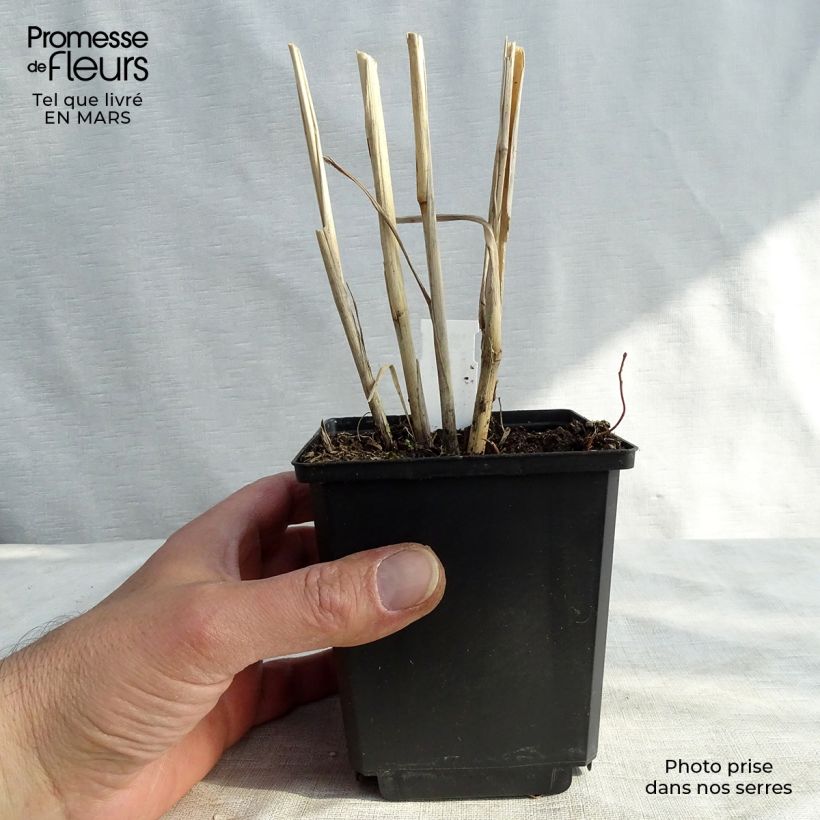 Panicum virgatum Cloud Nine - Switchgrass 8/9 cm pot sample as delivered in winter