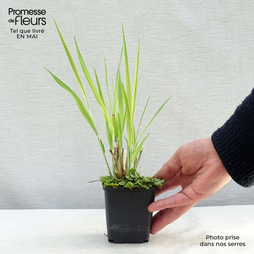 Panicum virgatum Dallas Blues - Switchgrass 8/9 cm pot sample as delivered in spring
