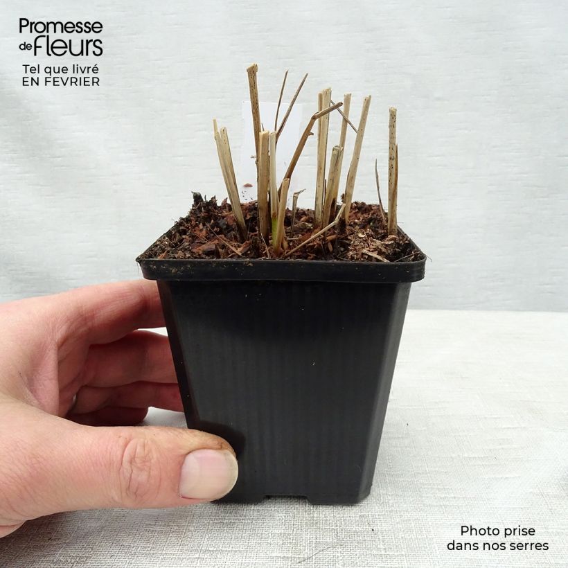 Panicum virgatum Hänse Herms - Switchgrass 8/9 cm pot sample as delivered in winter