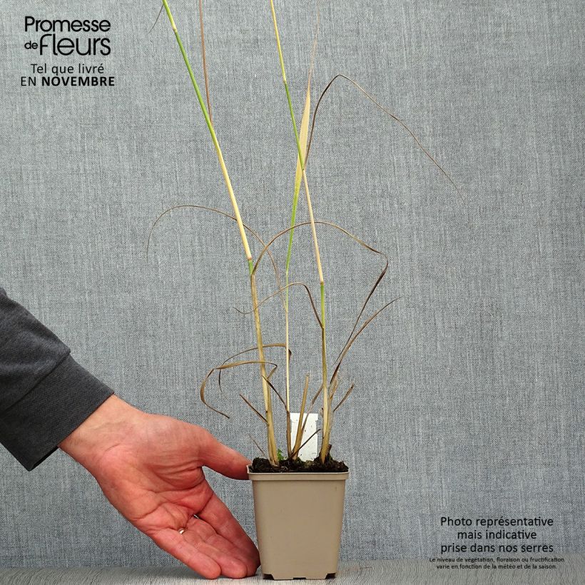 Panicum virgatum Heavy Metal - Switchgrass 8/9 cm pot sample as delivered in autumn