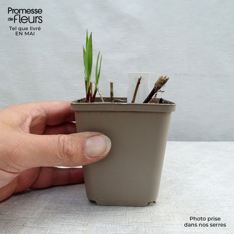 Panicum virgatum Heavy Metal - Switchgrass 8/9 cm pot sample as delivered in spring