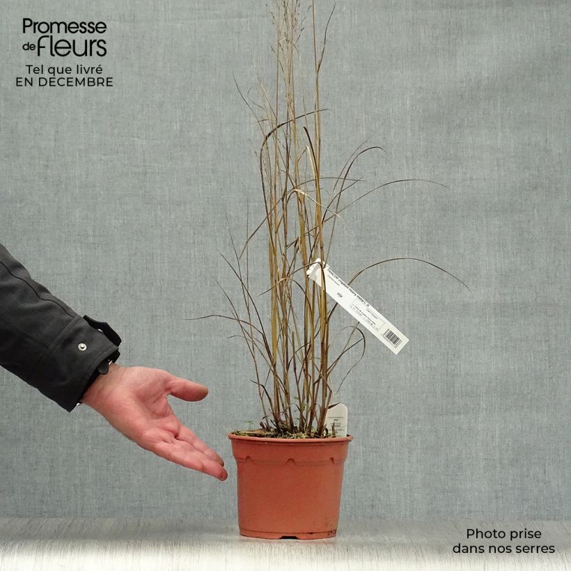 Panicum virgatum Heavy Metal - Switchgrass 2L/3L pot sample as delivered in winter