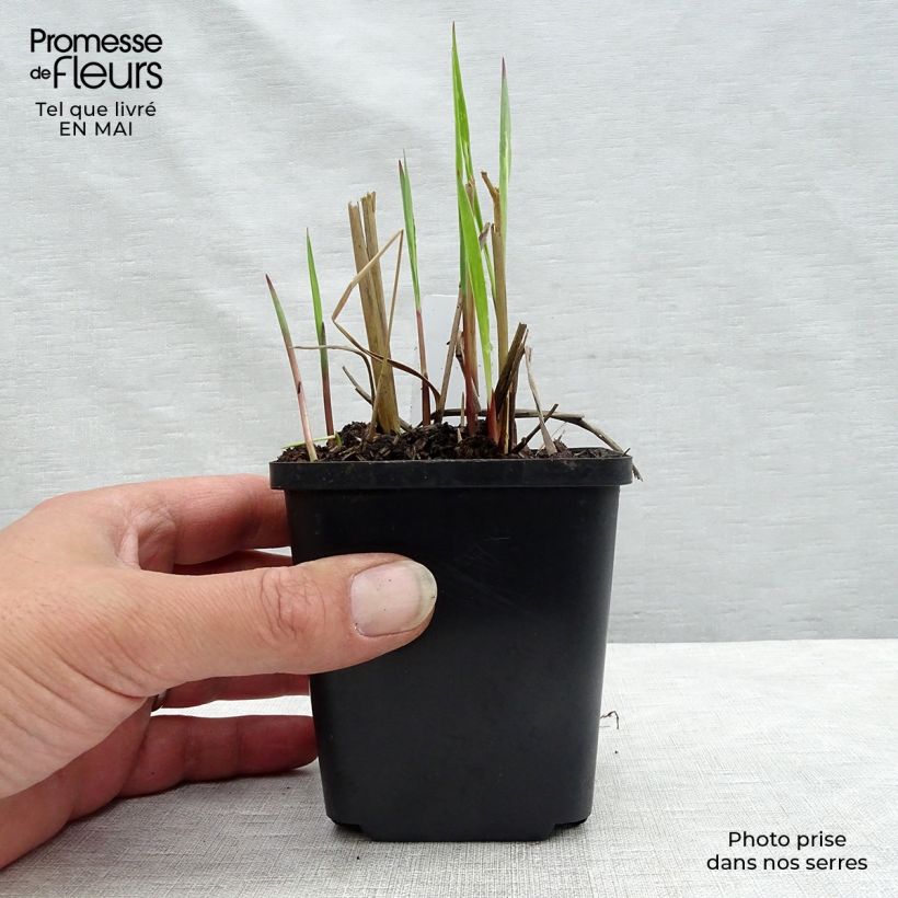 Panicum virgatum Heiliger Hain - Switchgrass 8/9 cm pot sample as delivered in spring
