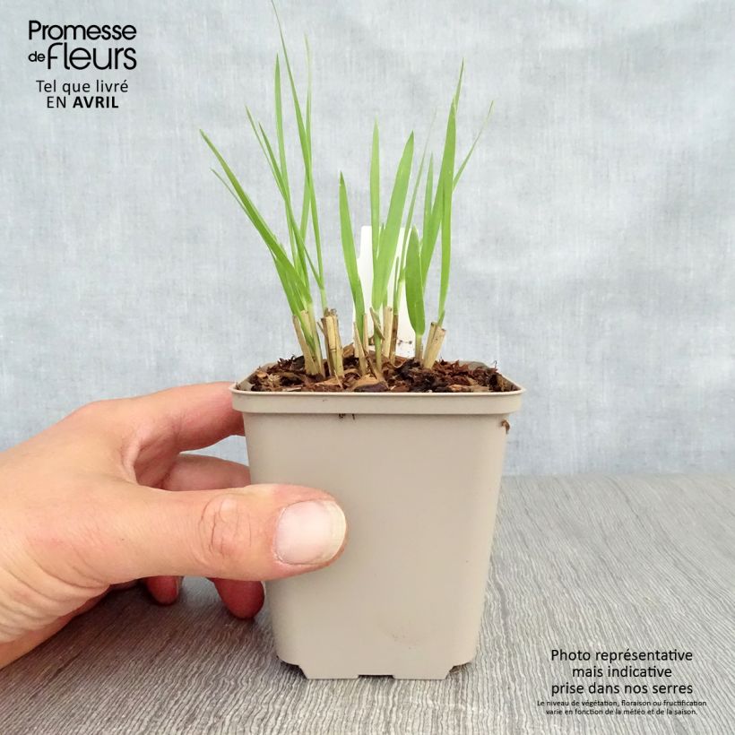 Panicum virgatum Hot Rod - Switchgrass 8/9 cm pot sample as delivered in spring
