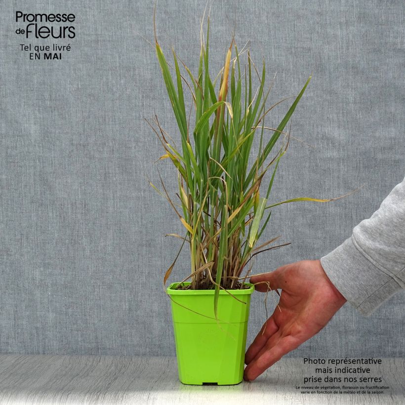 Panicum virgatum Hot Rod - Switchgrass 1.5L/2L pot sample as delivered in spring