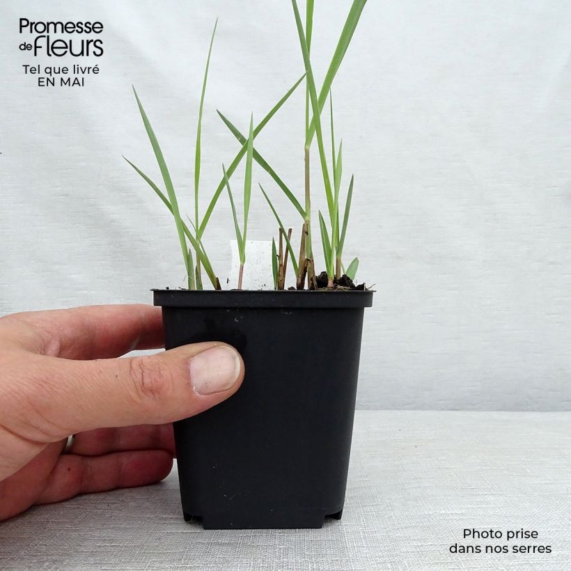 Panicum virgatum Kulsenmoor - Switchgrass 8/9 cm pot sample as delivered in spring
