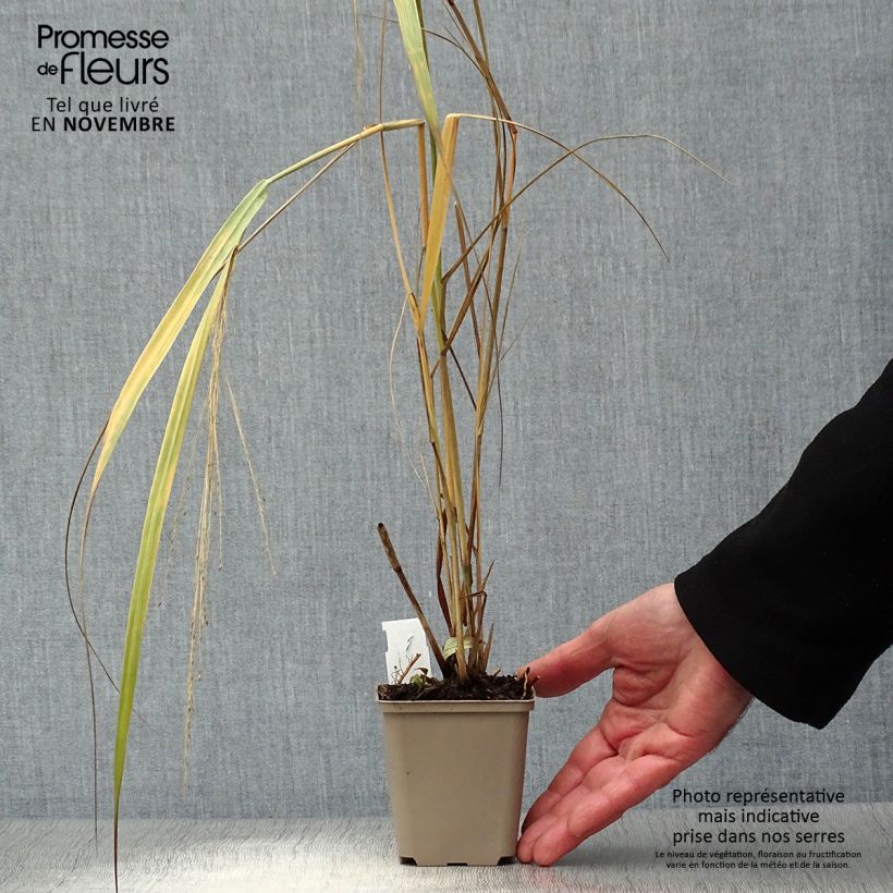Panicum virgatum Northwind - Switchgrass 8/9 cm pot sample as delivered in autumn