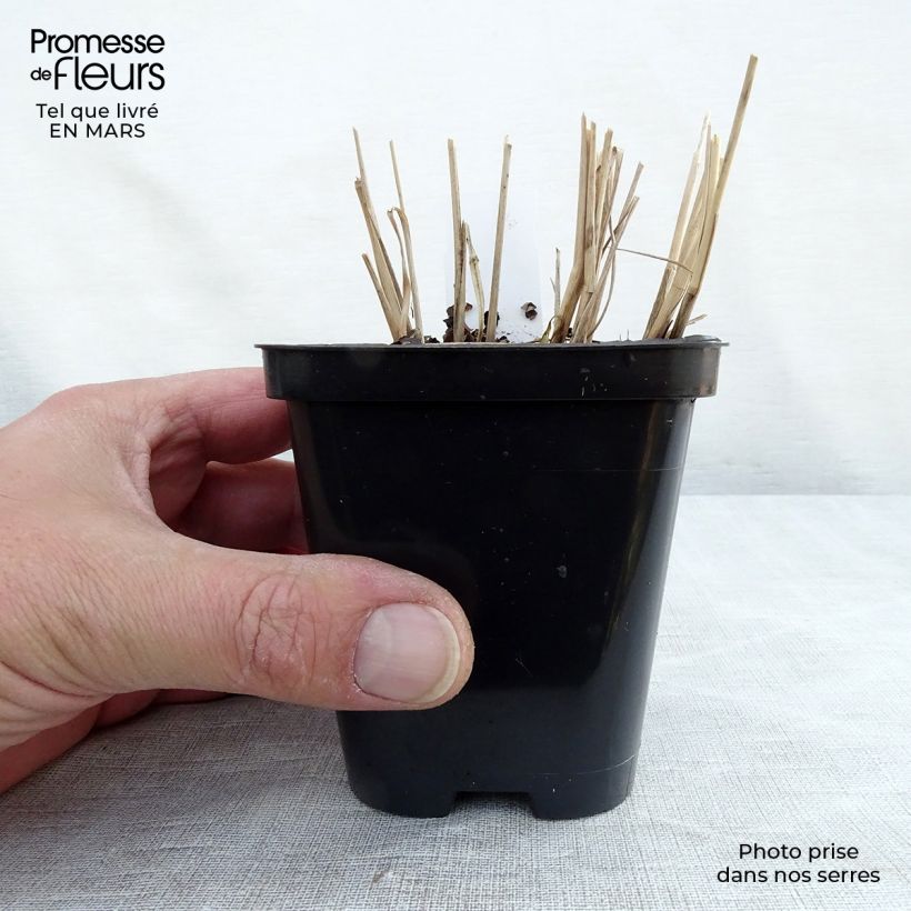 Panicum virgatum Northwind - Switchgrass 8/9 cm pot sample as delivered in spring