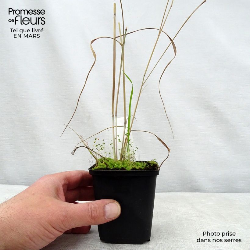 Panicum virgatum Prairie Sky - Switchgrass 8/9 cm pot sample as delivered in spring