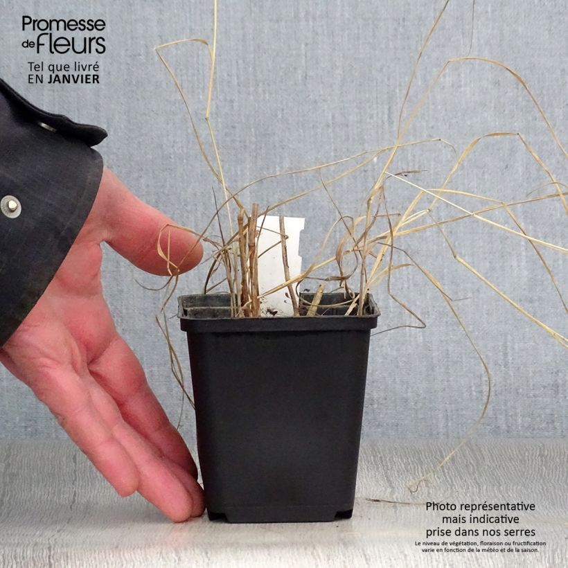 Panicum virgatum Prairie Sky - Switchgrass 8/9 cm pot sample as delivered in winter