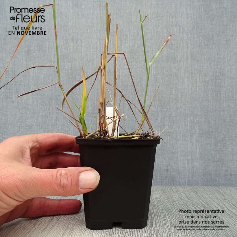 Panicum virgatum Rehbraun - Switchgrass 8/9 cm pot sample as delivered in autumn
