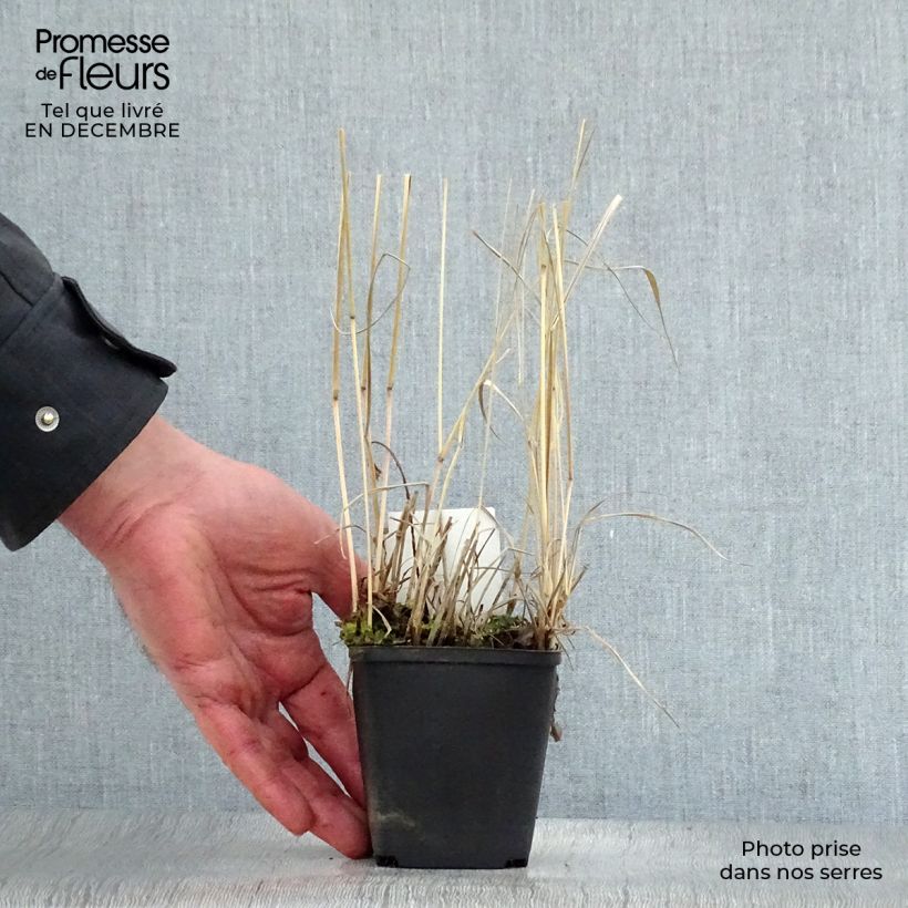 Panicum virgatum Rehbraun - Switchgrass 8/9 cm pot sample as delivered in winter