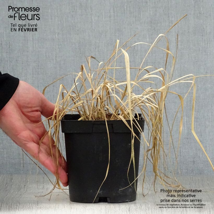 Panicum virgatum Rehbraun - Switchgrass 2L/3L pot sample as delivered in winter
