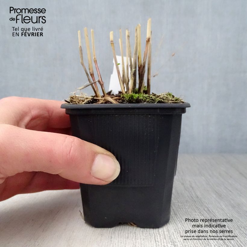 Panicum virgatum Rotstrahlbusch - Switchgrass 8/9 cm pot sample as delivered in winter