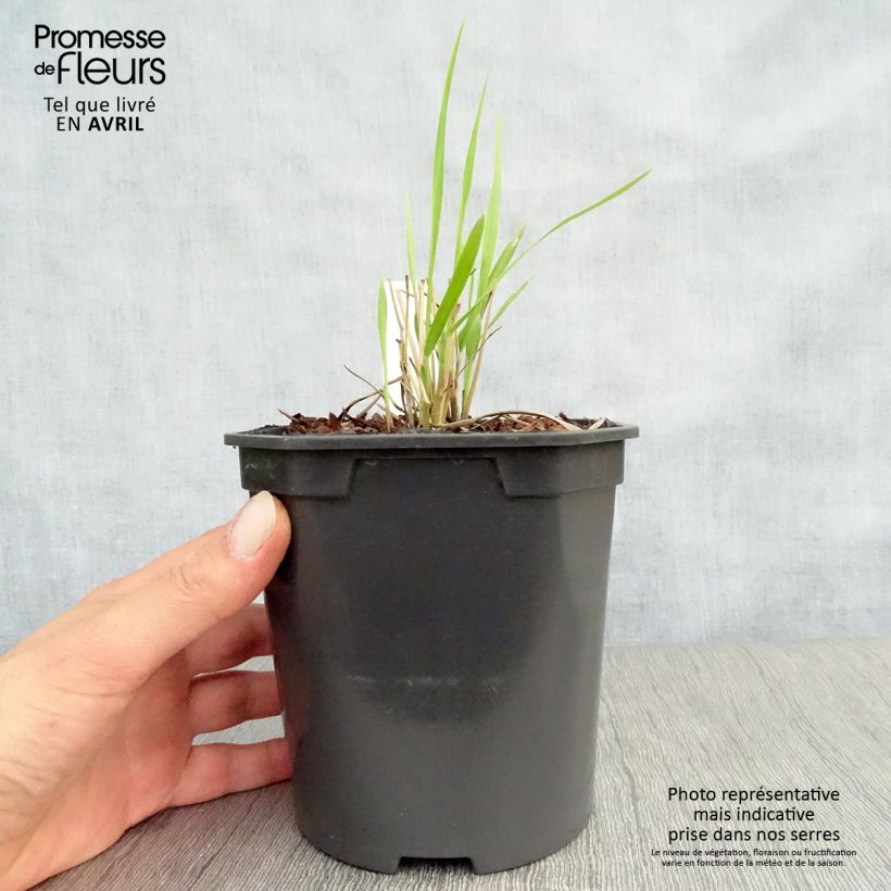 Panicum virgatum Sangria - Switchgrass 2L/3L pot sample as delivered in spring