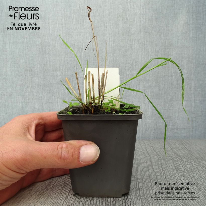 Panicum virgatum Shenandoah - Switchgrass 8/9 cm pot sample as delivered in autumn