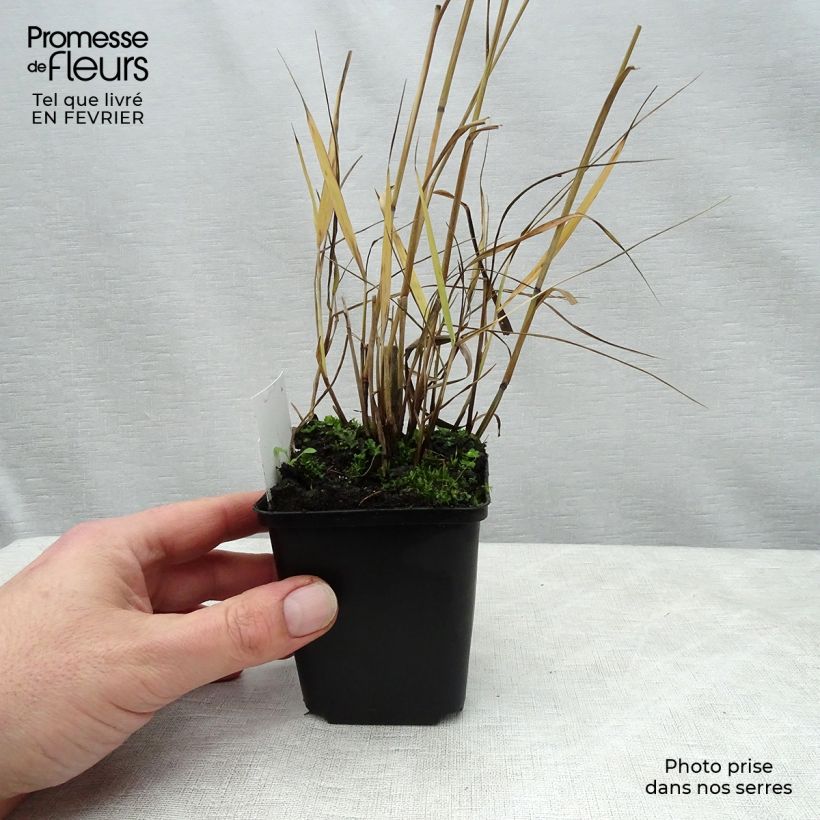 Panicum virgatum Shenandoah - Switchgrass 8/9 cm pot sample as delivered in winter