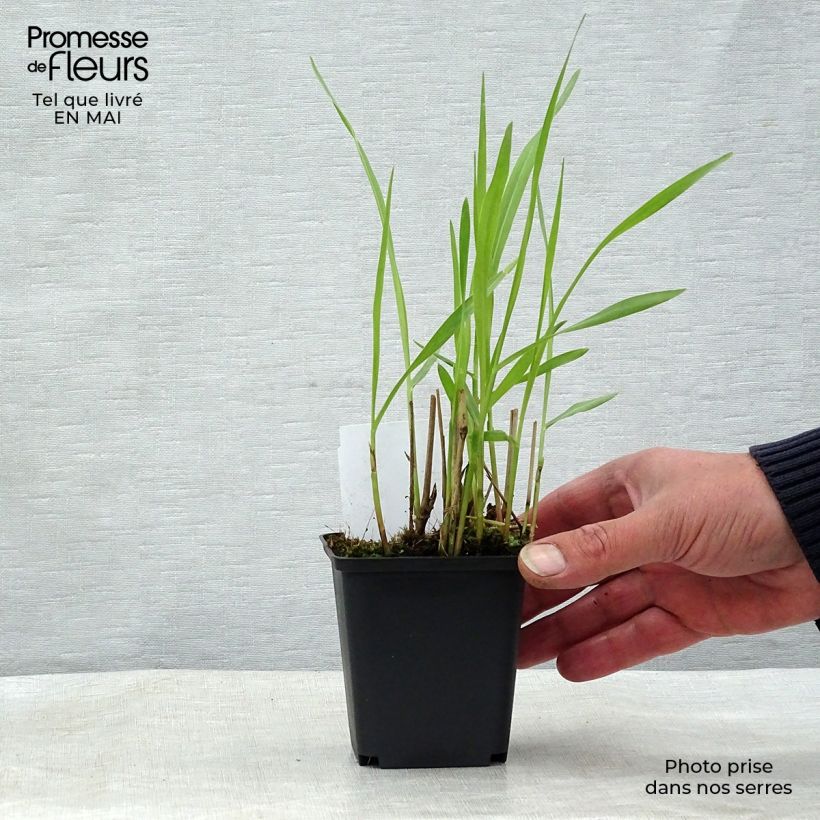 Panicum virgatum Shenandoah - Switchgrass 8/9 cm pot sample as delivered in spring