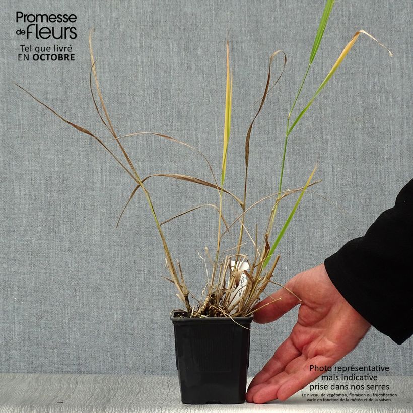 Panicum virgatum Warrior - Switchgrass 8/9 cm pot sample as delivered in autumn