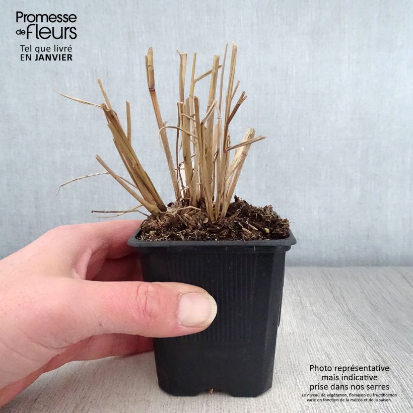 Panicum virgatum Warrior - Switchgrass 8/9 cm pot sample as delivered in winter