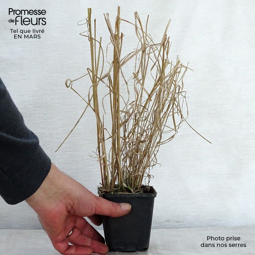 Panicum amarum 8/9 cm pot sample as delivered in spring