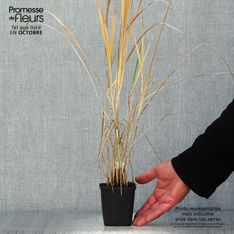 Panicum amarum 8/9 cm pot sample as delivered in autumn
