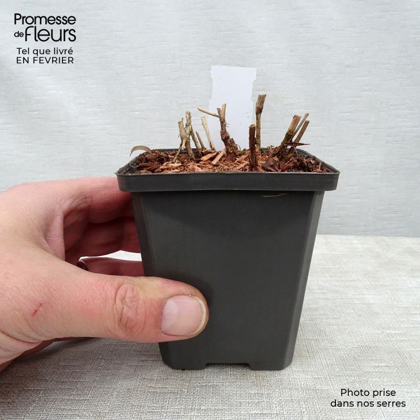 Panicum virgatum Purple Breeze - Switchgrass 8/9 cm pot sample as delivered in winter