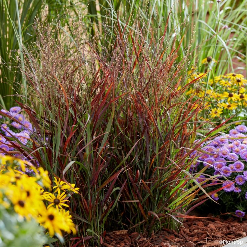 Panicum virgatum Hot Rod - Switchgrass (Plant habit)