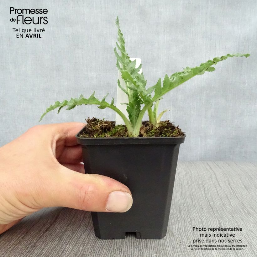 Papaver orientale Pink Ruffles - Oriental Poppy 8/9 cm pot sample as delivered in spring