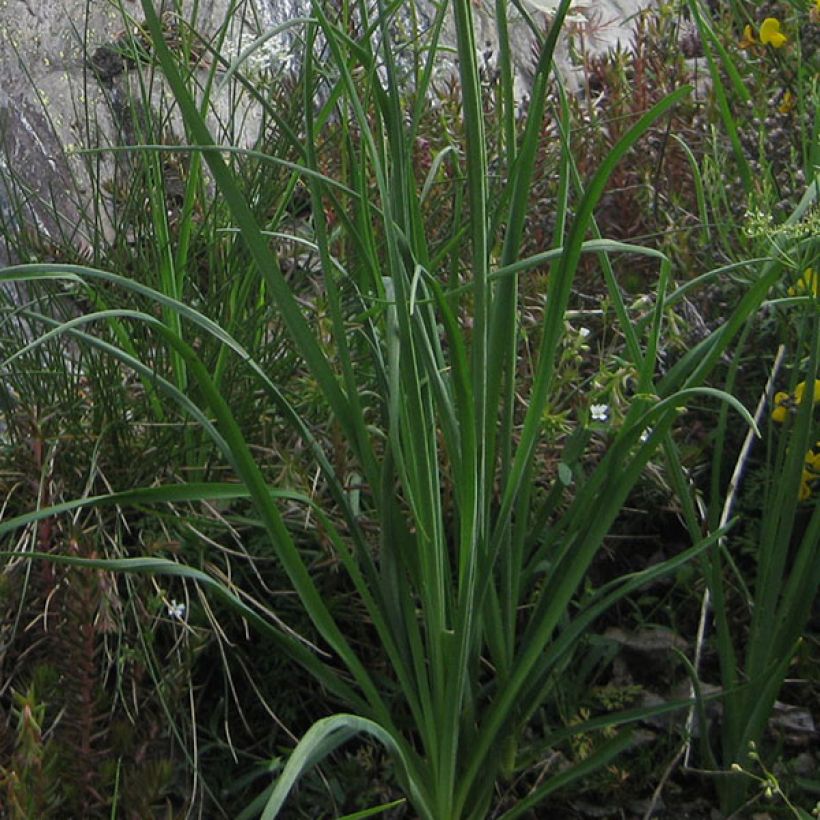 Paradisea liliastrum - St Bruno's lily (Foliage)