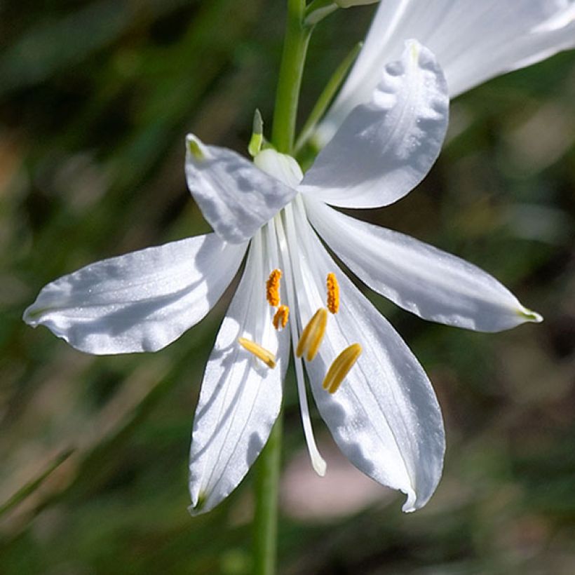 Paradisea liliastrum - St Bruno's lily (Flowering)