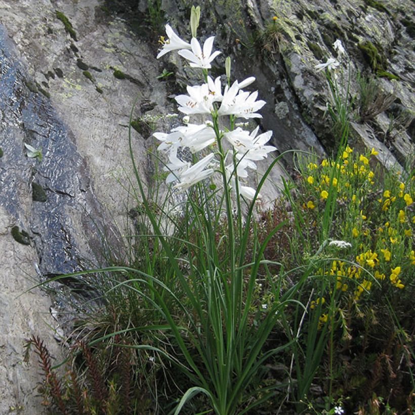 Paradisea liliastrum - St Bruno's lily (Plant habit)
