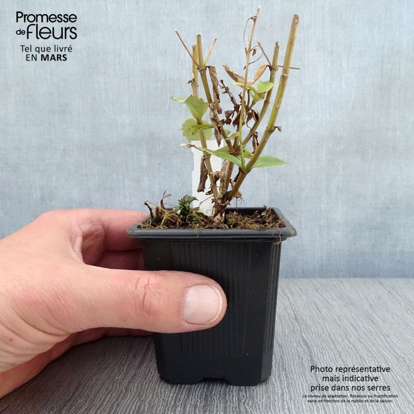 Parahebe catarractae Avalanche 8/9 cm pot sample as delivered in spring