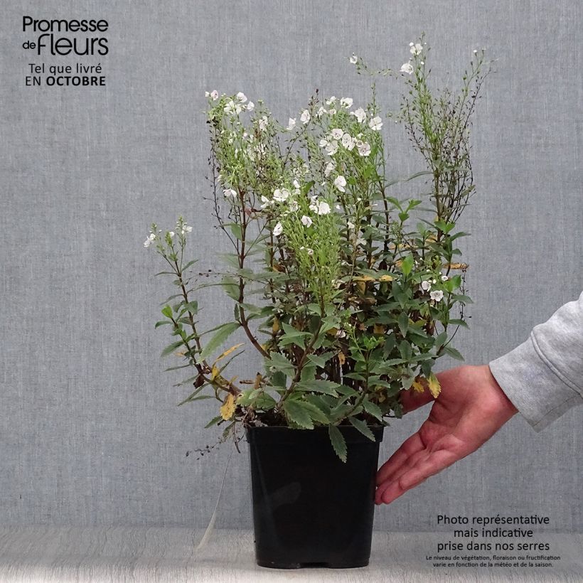 Parahebe catarractae Avalanche 2L/3L pot sample as delivered in autumn