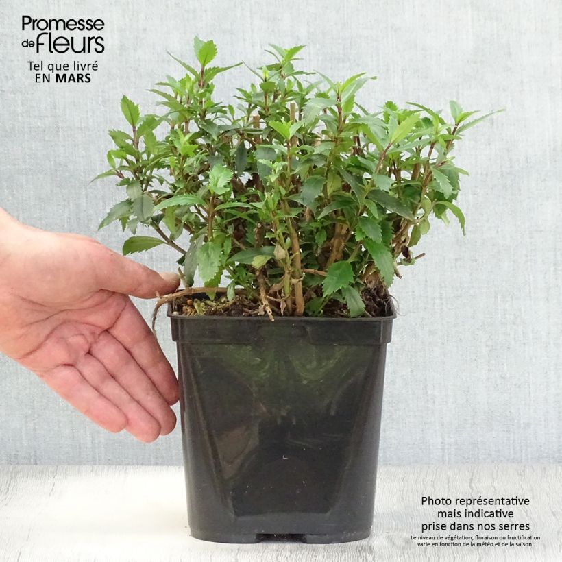 Parahebe catarractae Avalanche 2L/3L pot sample as delivered in spring