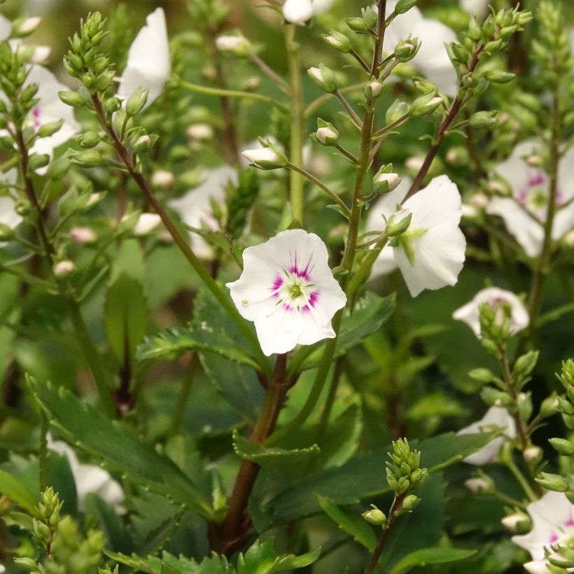 Parahebe catarractae Avalanche (Flowering)