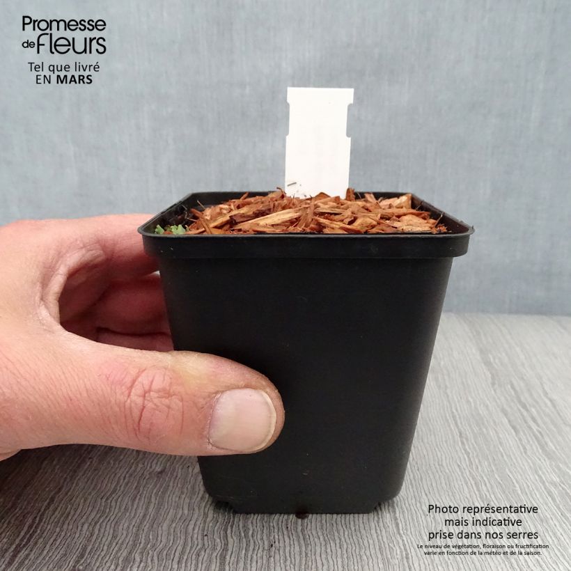 Paris quadrifolia - Herb-Paris 8/9 cm pot sample as delivered in spring