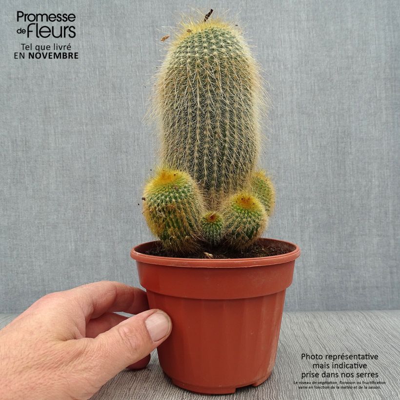 Parodia leninghausii 12cm pot sample as delivered in autumn