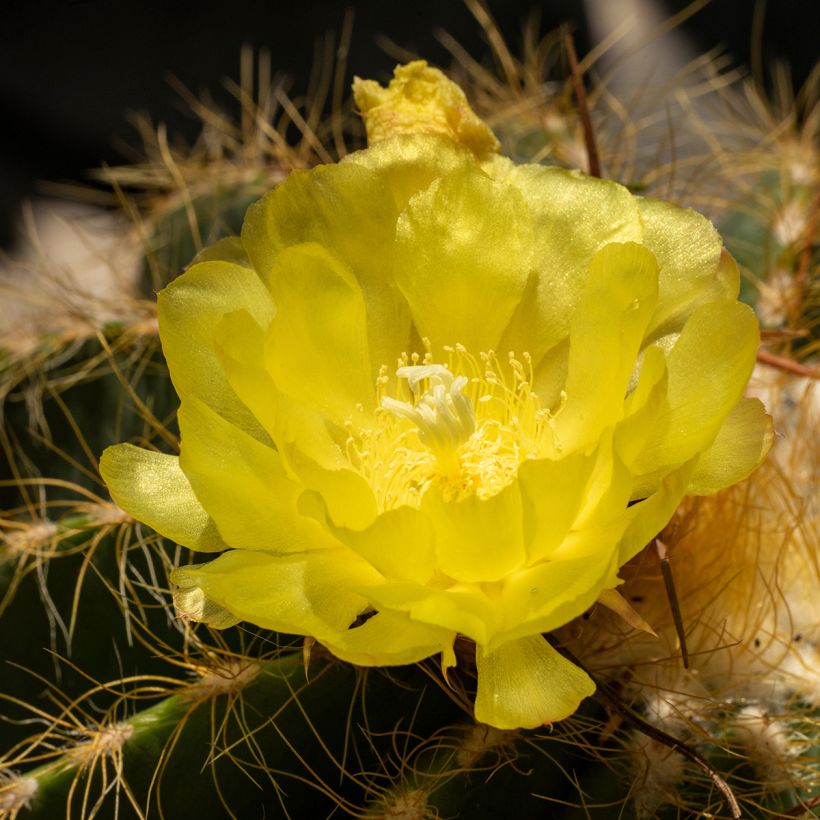 Parodia warasii - Cactus (Flowering)