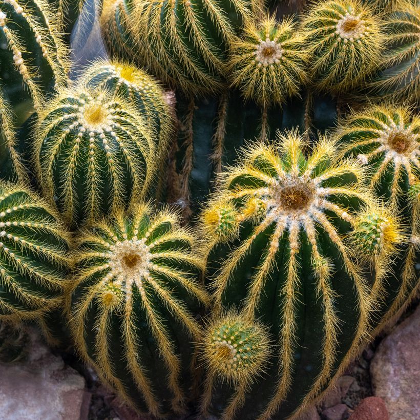 Parodia warasii - Cactus (Plant habit)