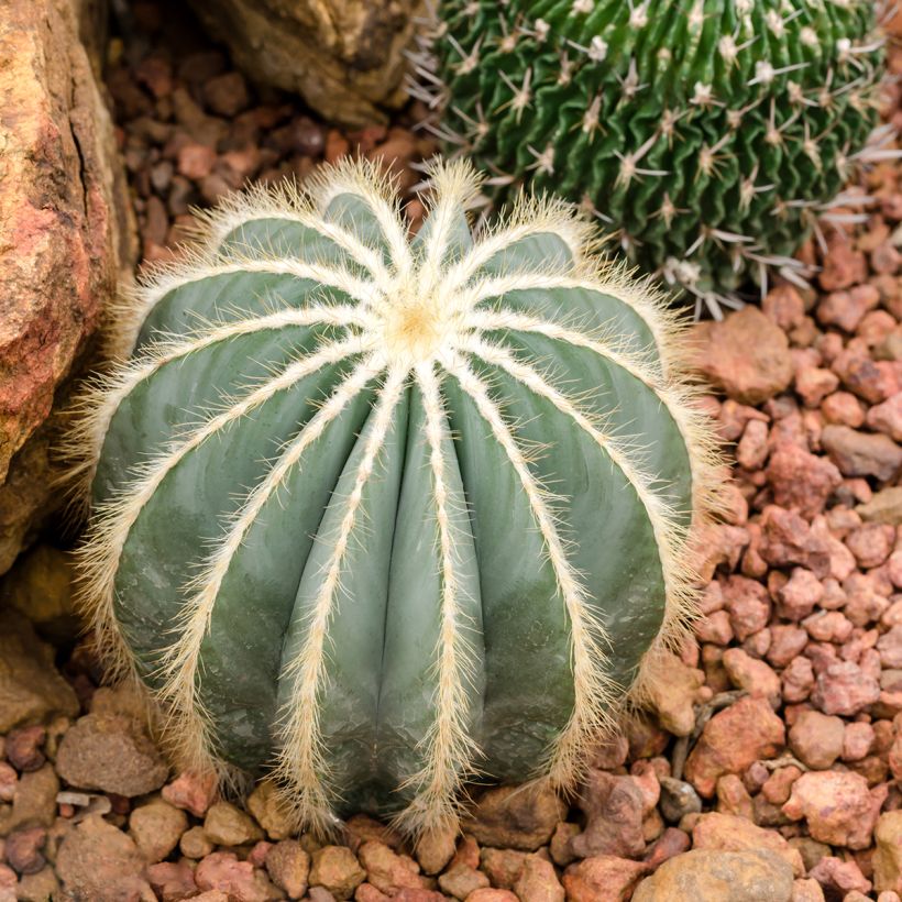 Parodia magnifica - Notocactus magnificus (Plant habit)
