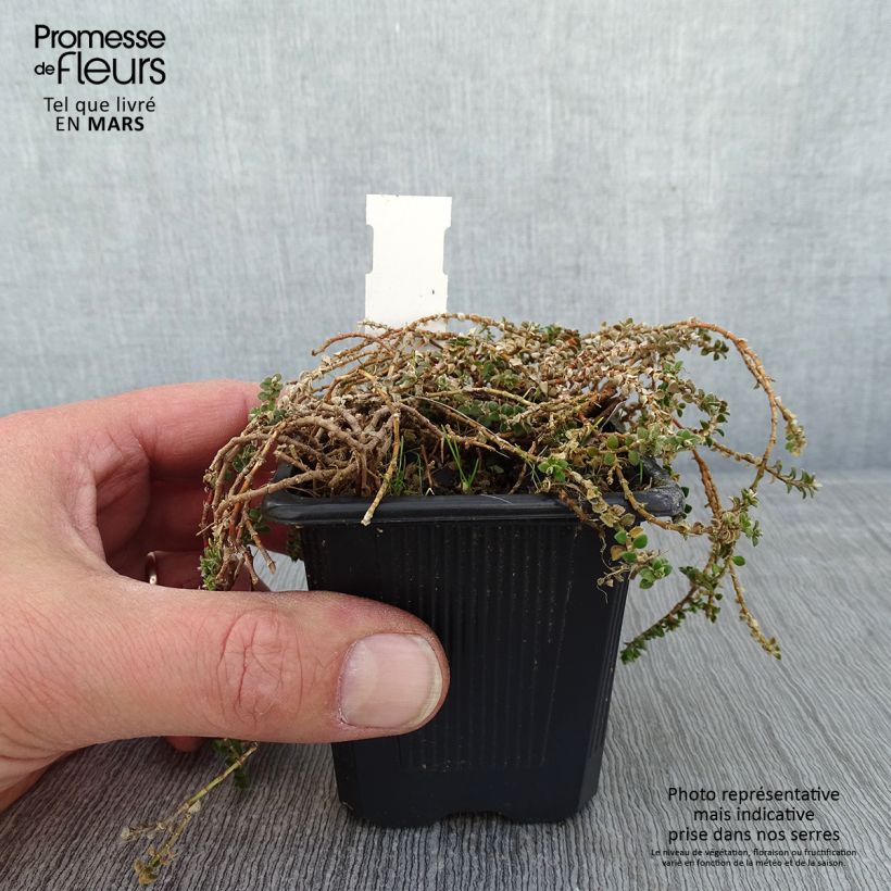 Paronychia kapela subsp. serpyllifolia 8/9 cm pot sample as delivered in winter